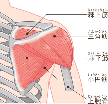 背面から見た三角筋 Deltoid muscle seen from the back