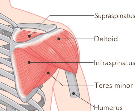 背面から見た三角筋 Deltoid muscle seen from the back