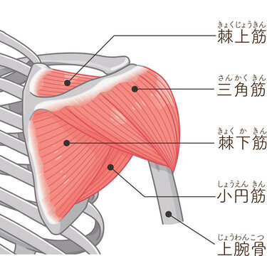 背面から見た三角筋 Deltoid muscle seen from the back