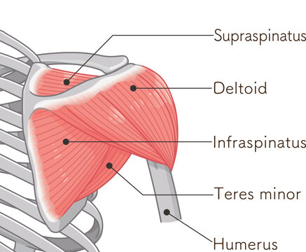 背面から見た三角筋 Deltoid muscle seen from the back