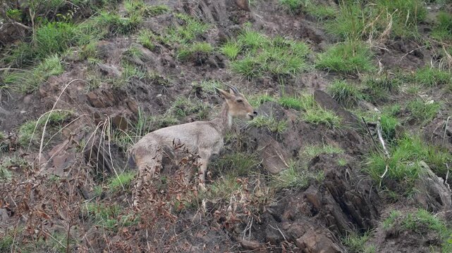 Himalayan Goral Standing Alert on Rocky Mountain Slope in Natural Himalayan Habitat