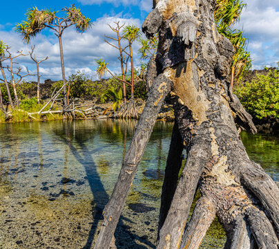 Brackish Pool and Halla Trees Surrounded  By Lava Field Near Pohue Bay, Hawaii Island, Hawaii, USA