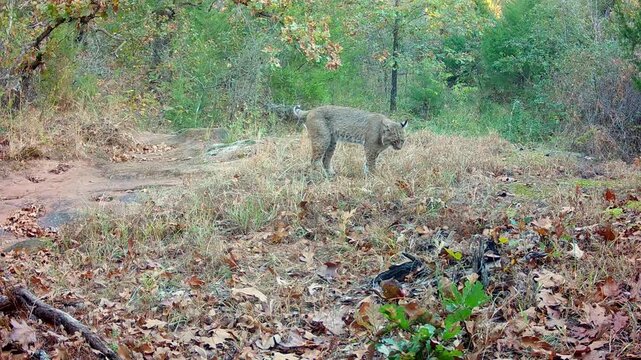 Beautiful bobcat crossing a dry creek bed on a fall morning, stopping to sniff and look around