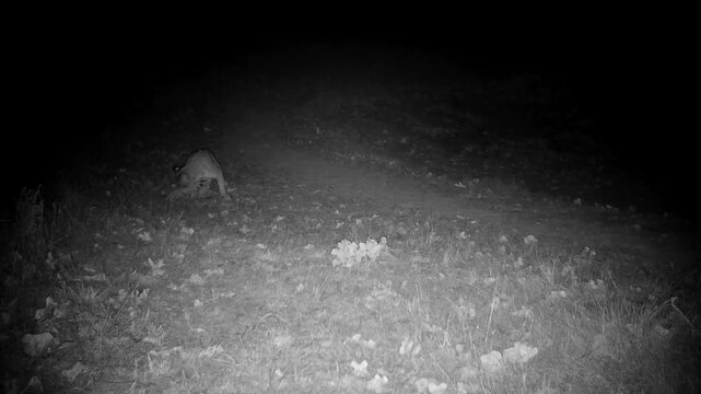 Large bobcat on a winter night, stopping to groom himself for a moment before continuing on