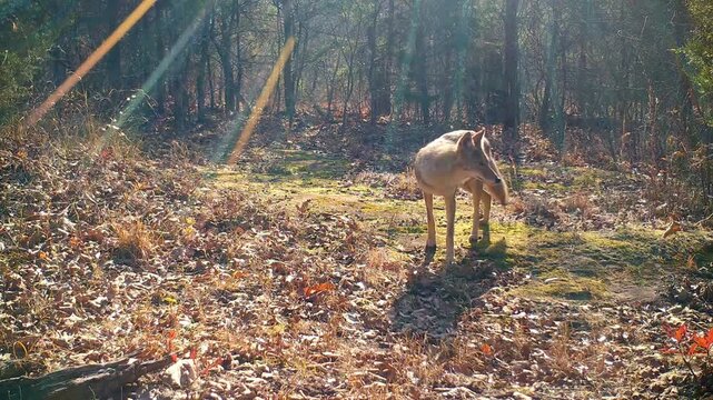 Coyote walking across a small opening in the woods on a sunny winter afternoon, with rays from sun flare