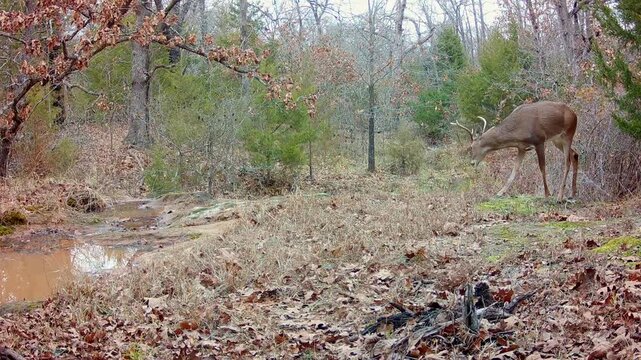 White-tailed buck walks carefully into the view at a small creek on a winter morning, looking around, then rushes out of the view to the left