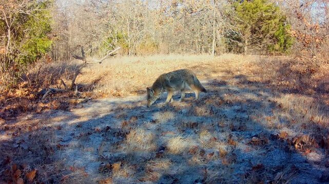 Coyote in a small opening on a frosty winter morning, sniffing the ground while very cautious