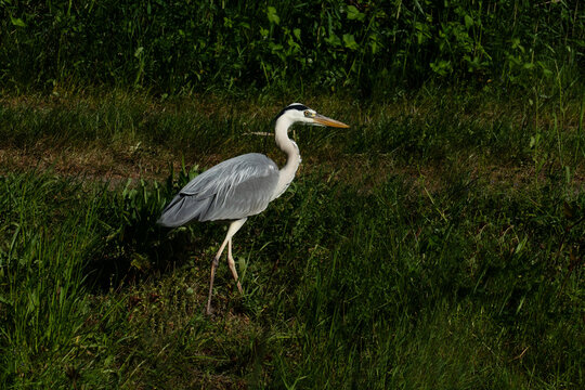 Graureiher, Reiher Ardea cinerea schleich sich an eine Eidechse heran