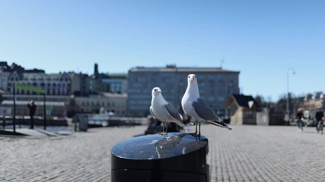 Two seagulls throwing heads back with open beaks appearing to laugh city background funny urban wildlife behavior coastal bird interaction scenic outdoor scene