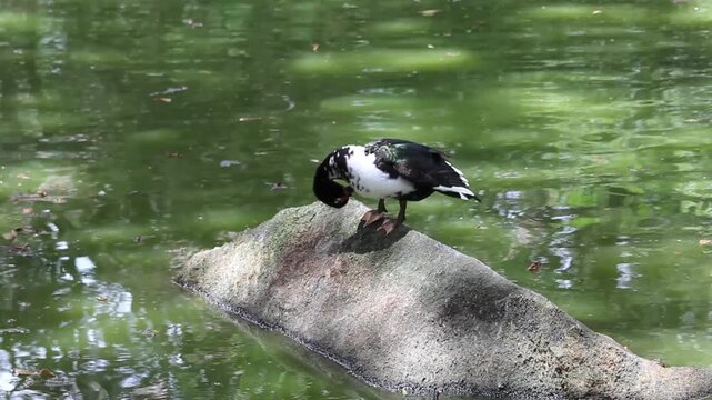 Video of a duck bathing in the city park lake, filling with excitement and joy the people who are visiting this park