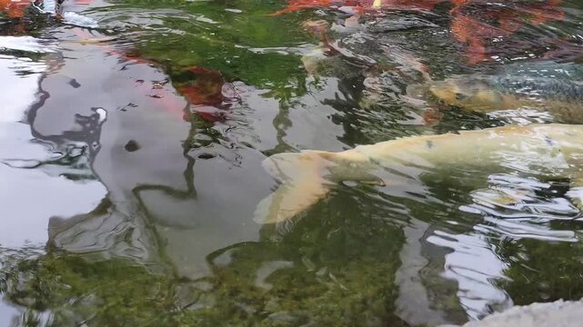 Colorful ornamental red, gold and black Koi, Bekko nishikigoi, with stretched barbels swimming in dark green waters of shallow outdoor pond