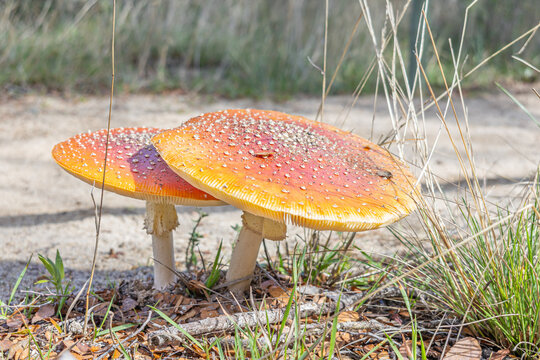 Two Amanita muscaria mushrooms with yellow caps and white spots on forest floor, iconic symbol of nature, folklore, and toxicity.