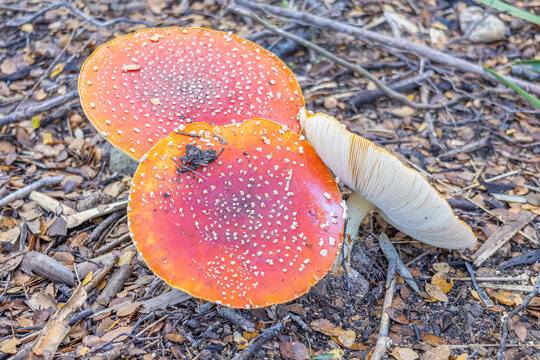 Red Amanita muscaria mushroom with white spots on forest floor, iconic symbol of nature, folklore, and toxicity.