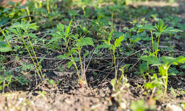 Row of young giant ragweed
