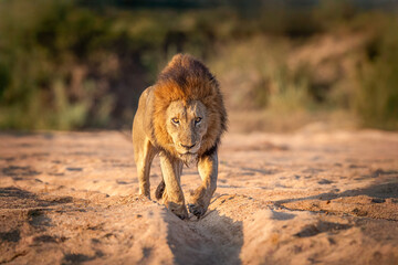 Powerful male African lion with thick mane walking directly towards the camera in Moremi, Botswana © stuporter
