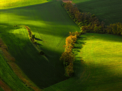 Aerial view of rolling green agricultural fields and a line of trees with soft shadows under sunlight in Klobouky u Brna, Jihomoravsky kraj, Czechia.
