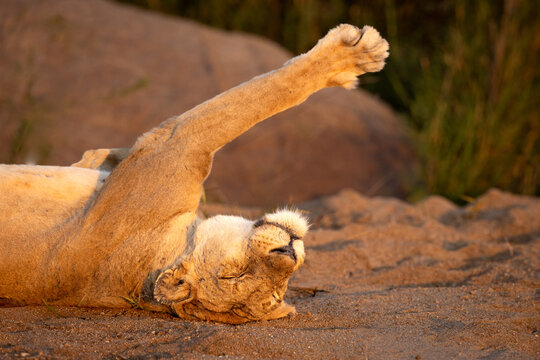 African lioness lying on her back, stretching her paw up in the golden morning light in Mala Mala, South Africa