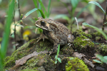 Obraz premium A frog hides in camouflage among wild plants, green moss, and dry leaves on the ground. A detailed concept of amphibian camouflage in its natural habitat.