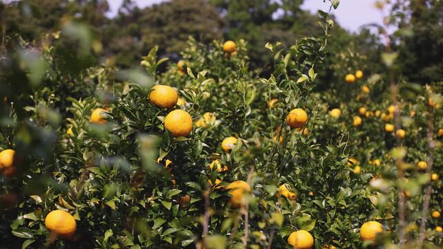 Jeju orange grove and tangerine farm plantation, Jeju Island, South Korea, hallabong and gamgyul trees growing in orchard, harvesting and picking fresh citrus fruits in sunny day, Jeju-do agriculture 