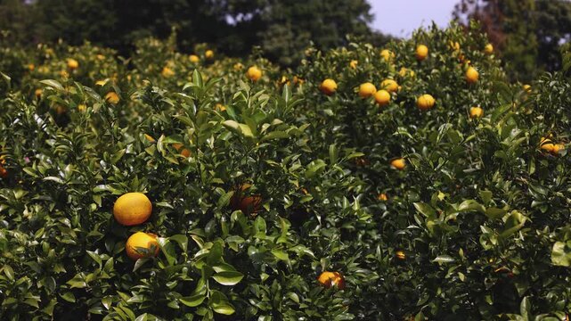 Jeju orange grove and tangerine farm plantation, Jeju Island, South Korea, hallabong and gamgyul trees growing in orchard, harvesting and picking fresh citrus fruits in sunny day, Jeju-do agriculture 