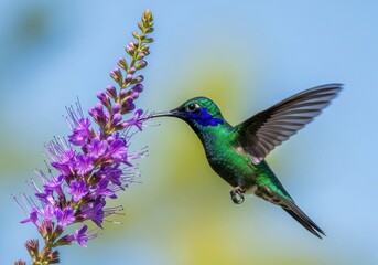 Fototapeta premium Sparkling Violetear Hummingbird Hovering and Feeding on Purple Flowers