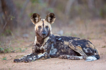 Close-up portrait of an endangered African wild dog resting on the ground, Botswana © stuporter