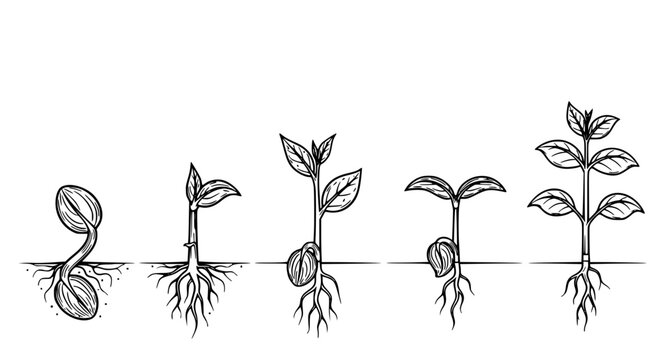 Set of five stages of plant growth from seed to seedling with roots and leaves line art illustration isolated on white background for biology and agricultural education materials