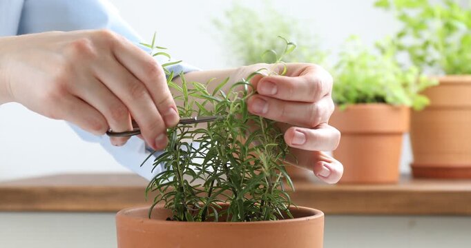 Woman cutting sprig of fresh rosemary from pot indoors, closeup