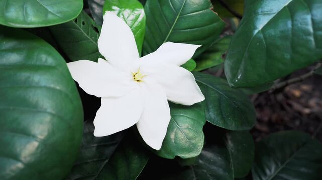 white Gardenia flower in bush