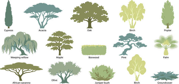 A diverse collection of meticulously illustrated trees and shrubs, showcasing various species and forms for landscaping and botanical references