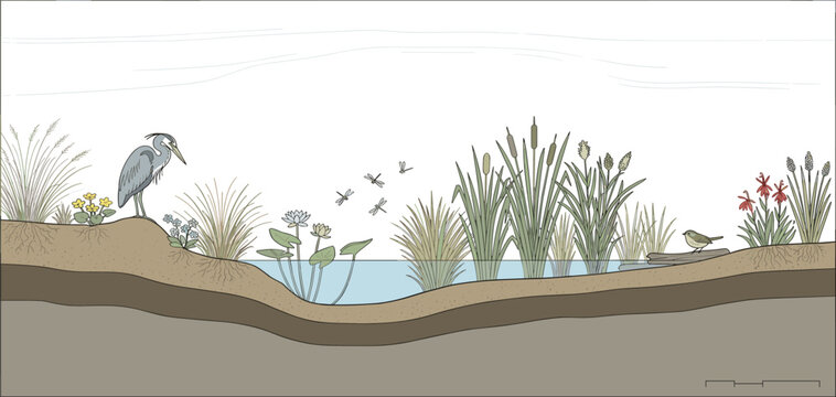 Illustrative cross-section of a lively wetland ecosystem, depicting a tranquil freshwater pond habitat teeming with diverse plants, a heron, and various birds