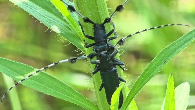 
A pair of Longhorn Beetles (Agapanthia dahli) mating on a green leaf.초록색 잎 위에서 짝짓기 중인 남색초원하늘소 한 쌍 #006


