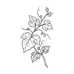 Fototapeta premium A detailed illustration of a plant stem with leaves and tendrils, in a black and white style
