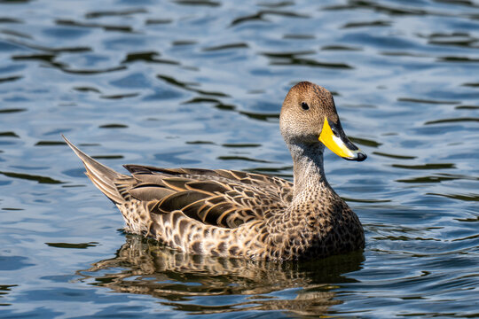 Una madre pato de la especie Anas platyrhynchos con su patito de color caf&eacute; y azul nadar en un lago de agua cristalina rodeados de la fauna y naturaleza de las charcas de un r&iacute;o inhospitalario