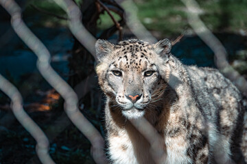 portrait of a leopard © Yonge Street Artist