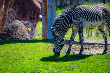 zebra eating grass © Yonge Street Artist