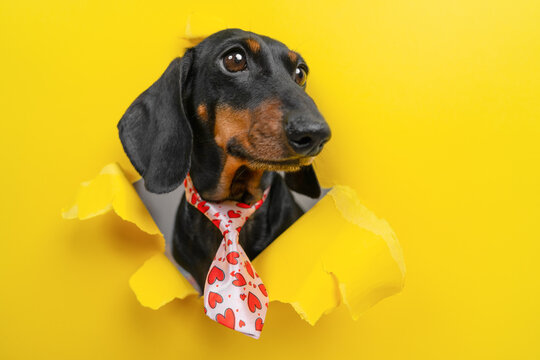 A dachshund in a red tie with polka dots and hearts peeks out from under torn yellow paper - an elegant, loving, funny, formal, humorous concept