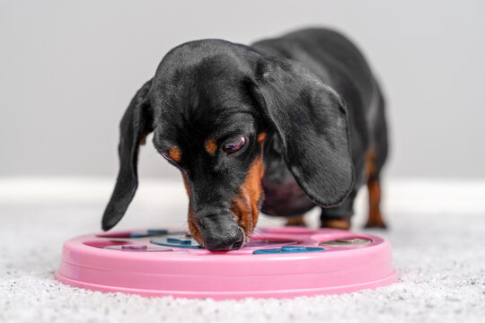 Dachshund dog licking pink round slow feeder puzzle toy on gray carpet, interactive foraging enrichment pet concept.