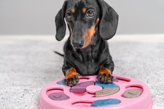 Dachshund dog interacting with pink round puzzle feeder toy on gray carpet, focused enrichment training concept.