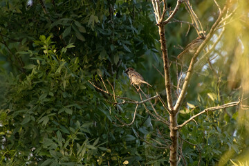 Fototapeta premium Gorrión común (Passer domesticus) posado en la rama