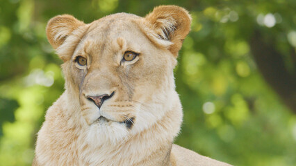 Obraz premium Close-up Portrait of a Lioness Observing Surroundings in a Lush Green Habitat