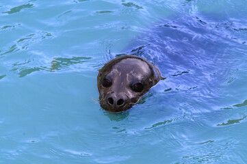 A Harbor Seal Close Up in the Skagway River, in Skagway, Alaska. © James W. Thompson