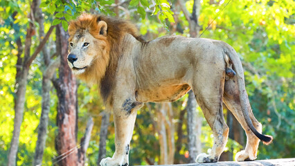 Fototapeta premium Male Lion Standing in Profile Against Lush Green Forest Background