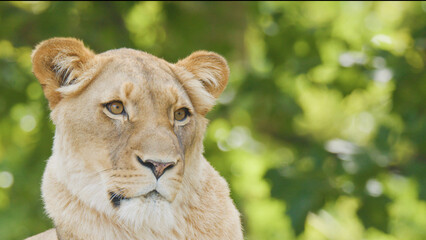 Fototapeta premium Close-up Portrait of an Alert Lioness in a Sunlit Green Forest