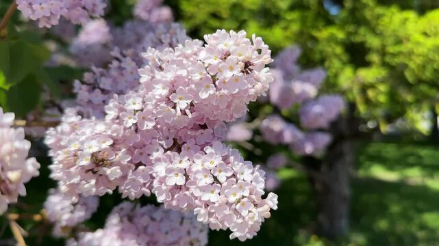 薄いピンクのライラックの花