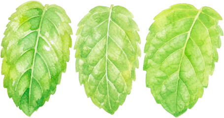 Premium Watercolor Mint Leaf Trio Botanical Clipart Collection with Isolated Green Herbal Foliage © Noire8lossom