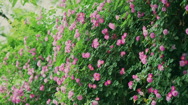 Vibrant pink - flowering plants in lush greenery