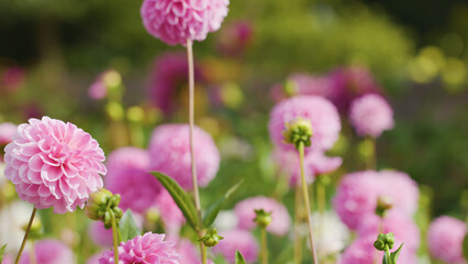 Obraz premium Vibrant Pink Dahlia Flowers Blooming in a Lush Garden Setting