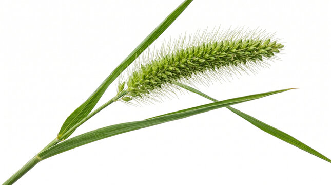 강아지풀(foxtail)