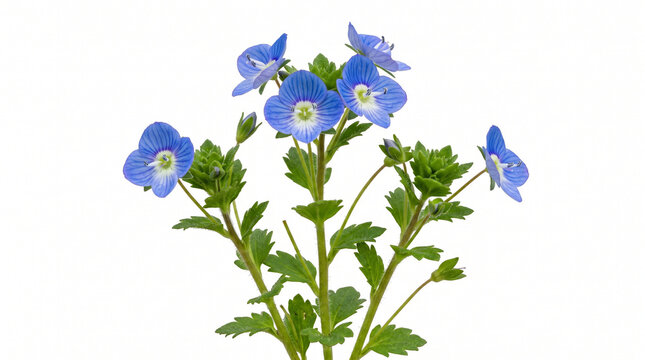 개불알품(bird's-eye speedwell)
